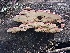  ( - FDS-CA-03263)  @11 [ ] by (2024) Justin Paulin Fungal Diversity Survey