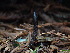  ( - FDS-CA-03247)  @11 [ ] by (2024) Justin Paulin Fungal Diversity Survey