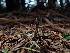  ( - FDS-CA-03247)  @11 [ ] by (2024) Justin Paulin Fungal Diversity Survey
