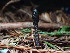  ( - FDS-CA-03247)  @11 [ ] by (2024) Justin Paulin Fungal Diversity Survey