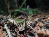  ( - FDS-CA-03248)  @11 [ ] by (2024) Justin Paulin Fungal Diversity Survey