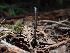  (Geoglossum sp. CA05 - FDS-CA-03248)  @11 [ ] by (2024) Justin Paulin Fungal Diversity Survey