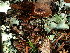  ( - FDS-CA-03257)  @11 [ ] by (2024) Justin Paulin Fungal Diversity Survey