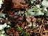  (Pseudomarasmius sp. CA01 - FDS-CA-03257)  @11 [ ] by (2024) Justin Paulin Fungal Diversity Survey