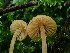  ( - FDS-CA-03259)  @11 [ ] by (2024) Justin Paulin Fungal Diversity Survey