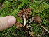  ( - FDS-CA-03261)  @11 [ ] by (2024) Justin Paulin Fungal Diversity Survey