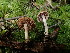  ( - FDS-CA-03261)  @11 [ ] by (2024) Justin Paulin Fungal Diversity Survey