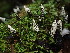  ( - FDS-CA-03262)  @11 [ ] by (2024) Justin Paulin Fungal Diversity Survey