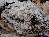  ( - FDS-CA-02392)  @11 [ ] by-nc (2024) Jaren Hockert Fungal Diversity Survey