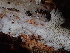  ( - FDS-CA-02392)  @11 [ ] by-nc (2024) Jaren Hockert Fungal Diversity Survey