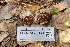  (Melanogaster sp. CA07 - FDS-CA-03471)  @11 [ ] by-nc (2024) Fresno Mycology Society Fungal Diversity Survey
