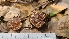  ( - FDS-CA-03471)  @11 [ ] by-nc (2024) Fresno Mycology Society Fungal Diversity Survey