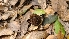  ( - FDS-CA-03471)  @11 [ ] by-nc (2024) Fresno Mycology Society Fungal Diversity Survey