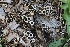  ( - FDS-CA-00921)  @11 [ ] by-nc (2024) Taye Bright Fungal Diversity Survey