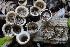  ( - FDS-CA-00921)  @11 [ ] by-nc (2024) Taye Bright Fungal Diversity Survey