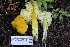  ( - FDS-CA-00934)  @11 [ ] by-nc (2024) Taye Bright Fungal Diversity Survey