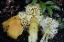  ( - FDS-CA-00934)  @11 [ ] by-nc (2024) Taye Bright Fungal Diversity Survey