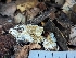  ( - FDS-CA-03675)  @11 [ ] by-nc (2024) Stu Pickell Fungal Diversity Survey