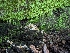  ( - FDS-CA-03675)  @11 [ ] by-nc (2024) Stu Pickell Fungal Diversity Survey