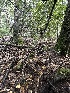  ( - FDS-CA-00945)  @11 [ ] by-nc (2024) Taye Bright Fungal Diversity Survey
