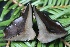  ( - FDS-CA-00945)  @11 [ ] by-nc (2024) Taye Bright Fungal Diversity Survey