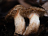  ( - FDS-CA-03677)  @11 [ ] by-nc (2024) Stu Pickell Fungal Diversity Survey