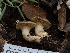 ( - FDS-CA-03677)  @11 [ ] by-nc (2024) Stu Pickell Fungal Diversity Survey