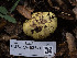  ( - FDS-CA-03676)  @11 [ ] by-nc (2024) Stu Pickell Fungal Diversity Survey