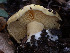 ( - FDS-CA-03676)  @11 [ ] by-nc (2024) Stu Pickell Fungal Diversity Survey