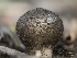  ( - FDS-CA-03674)  @11 [ ] by-nc (2024) Stu Pickell Fungal Diversity Survey