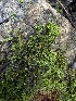  ( - FDS-CA-01561)  @11 [ ] c (2024) Rudy Diaz Fungal Diversity Survey
