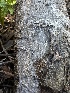  ( - FDS-CA-01600)  @11 [ ] c (2024) Rudy Diaz Fungal Diversity Survey