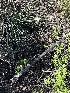  ( - FDS-CA-01600)  @11 [ ] c (2024) Rudy Diaz Fungal Diversity Survey