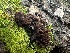  (Thelephora sp. scissilis-PNW04 - FDS-CA-01569)  @11 [ ] c (2024) Rudy Diaz Fungal Diversity Survey
