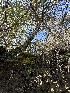  ( - FDS-CA-01569)  @11 [ ] c (2024) Rudy Diaz Fungal Diversity Survey