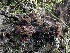  ( - FDS-CA-01569)  @11 [ ] c (2024) Rudy Diaz Fungal Diversity Survey