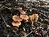  ( - FDS-CA-01559)  @11 [ ] c (2024) Rudy Diaz Fungal Diversity Survey