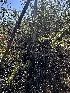  ( - FDS-CA-01559)  @11 [ ] c (2024) Rudy Diaz Fungal Diversity Survey