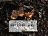  ( - FDS-CA-01559)  @11 [ ] c (2024) Rudy Diaz Fungal Diversity Survey