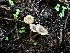  ( - FDS-CA-01564)  @11 [ ] c (2024) Rudy Diaz Fungal Diversity Survey