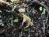  (Spodocybe sp. trulliformis-CA01 - FDS-CA-01564)  @11 [ ] c (2024) Rudy Diaz Fungal Diversity Survey
