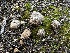  (Disciseda - FDS-CA-01599)  @11 [ ] c (2024) Rudy Diaz Fungal Diversity Survey