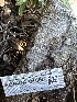  ( - FDS-CA-01600)  @11 [ ] c (2024) Rudy Diaz Fungal Diversity Survey