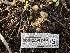  ( - FDS-CA-01564)  @11 [ ] c (2024) Rudy Diaz Fungal Diversity Survey