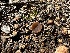  ( - FDS-CA-01580)  @11 [ ] c (2024) Rudy Diaz Fungal Diversity Survey