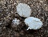  ( - FDS-CA-01584)  @11 [ ] c (2024) Rudy Diaz Fungal Diversity Survey
