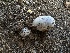  ( - FDS-CA-01584)  @11 [ ] c (2024) Rudy Diaz Fungal Diversity Survey