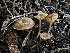  (Tephroderma - FDS-CA-01565)  @11 [ ] c (2024) Rudy Diaz Fungal Diversity Survey