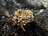  ( - FDS-CA-01587)  @11 [ ] c (2024) Rudy Diaz Fungal Diversity Survey