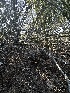  ( - FDS-CA-01587)  @11 [ ] c (2024) Rudy Diaz Fungal Diversity Survey